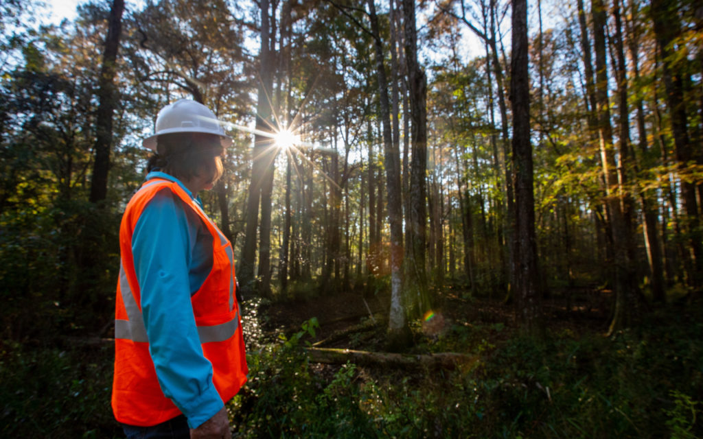 10 Questions for an Interview with a Local Forester: Essential Insights from an Expert